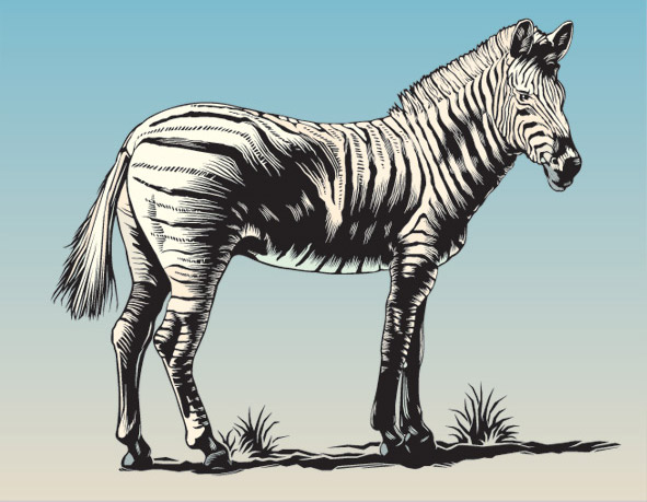 Damara zebra illustration