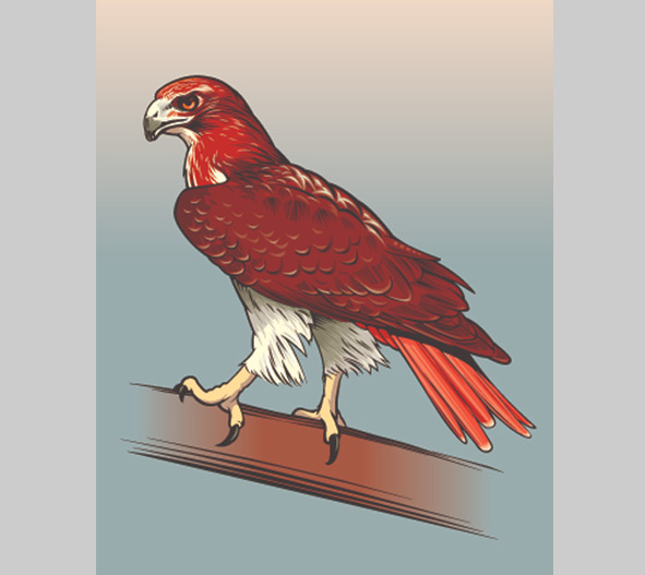 Red-tailed hawk illustration