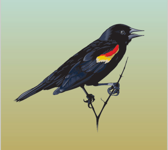Red-winged blackbird illustration