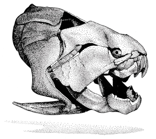 Dunkleosteus Illustration