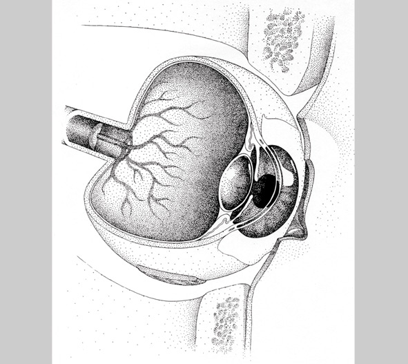 Eye Illustration