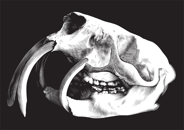 Porcupine Skull Illustration